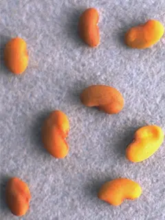 Alfalfa seeds