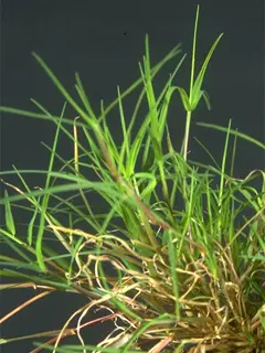 Bermuda Grass