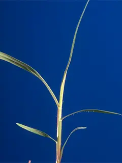 close up of top of bermuda grass
