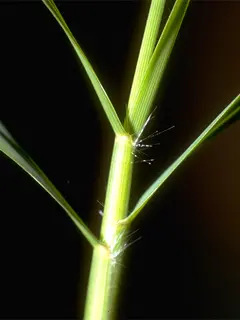 Bermuda grass blades