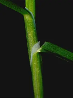 Bermuda grass sheath 