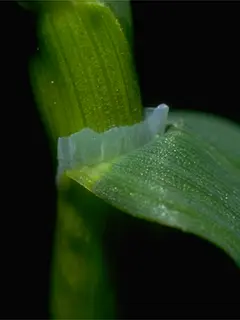 close up of Bermuda grass sheath