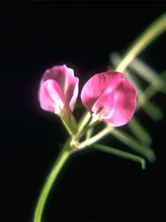 common vetch flower