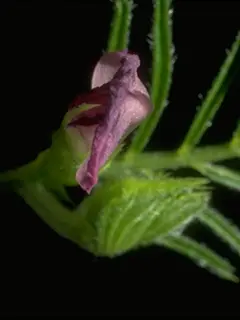 common vetch closed flower