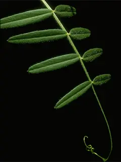 common vetch leaf