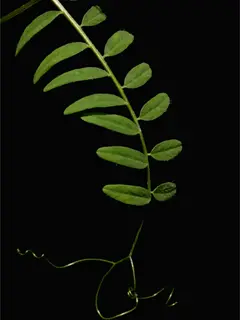 common vetch vine