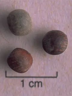 common vetch seeds