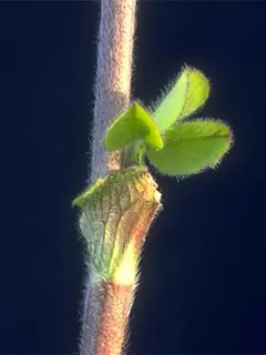crimson clover node sprouting