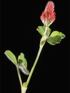crimson clover