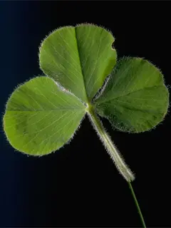 three leaf clover