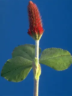 crimson clover with blue background