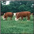 Grazing cows eating grass in a field