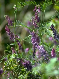 hairy vetch plant