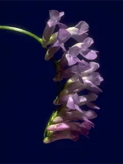 hairy vetch flower