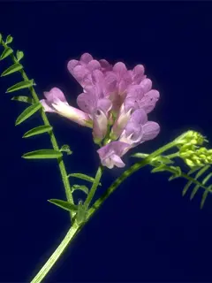 hairy vetch flower on stem
