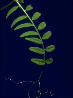 hairy vetch vine