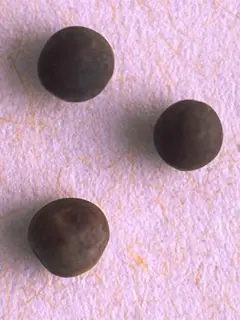 hairy vetch seeds