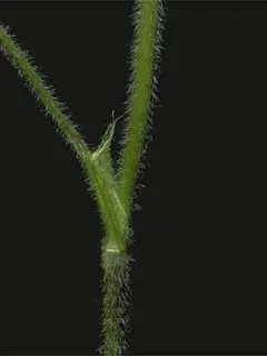 Red clover stipule
