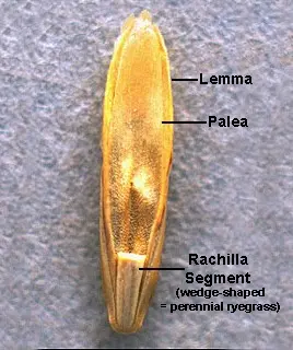 Grass seed that has been split open exposing the lemma, palea, and rachilla segment