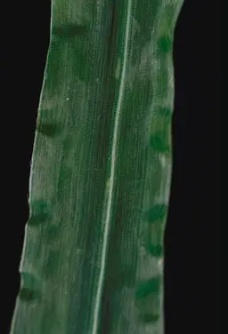 Blade top