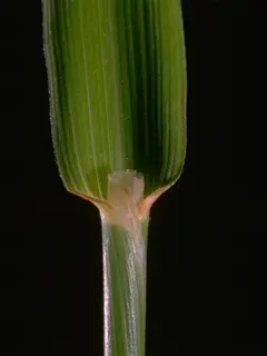 close up of meadow foxtail sheath