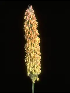 close up of meadow foxtail grain