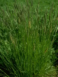 meadow foxtail bush