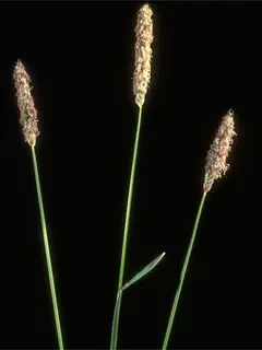 three stems of meadow foxtail