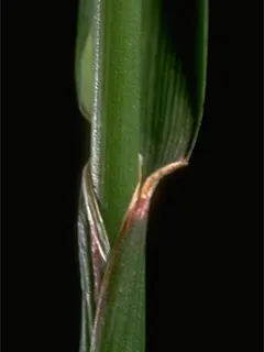 close up of meadow foxtail stem