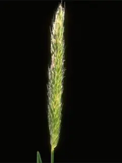 non blooming meadow foxtail grain