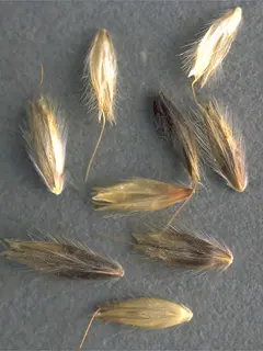 meadow foxtail seeds