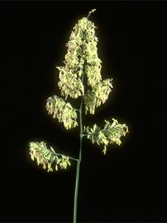 Close up of a long green stem with thick leaves and a black background