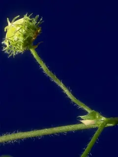budding clover