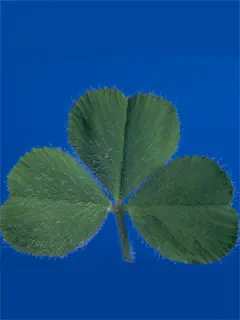 three leaf clover