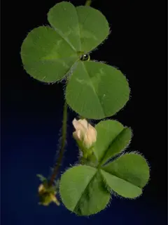 clover flowering