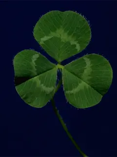 three leaf clover with white ring