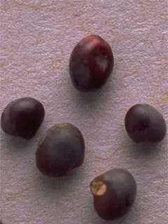 Subterranean clover seeds