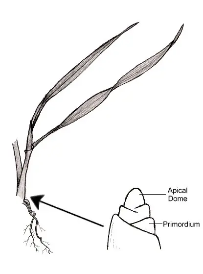 diagram that shows the apical dome and primordium of the shoot