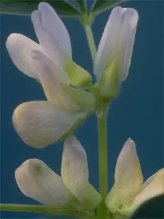 white lupine flower