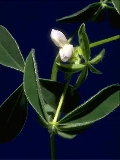 white lupine buds
