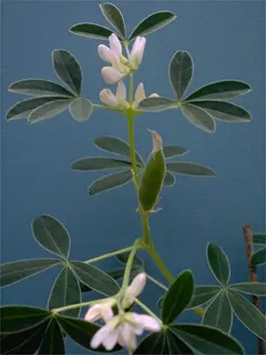 Lupine plant