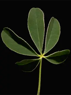 Lupine leaf