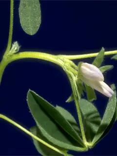 white lupine node