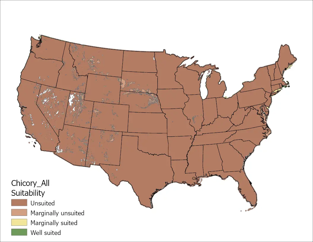 Chicory Climate and Soil US Map