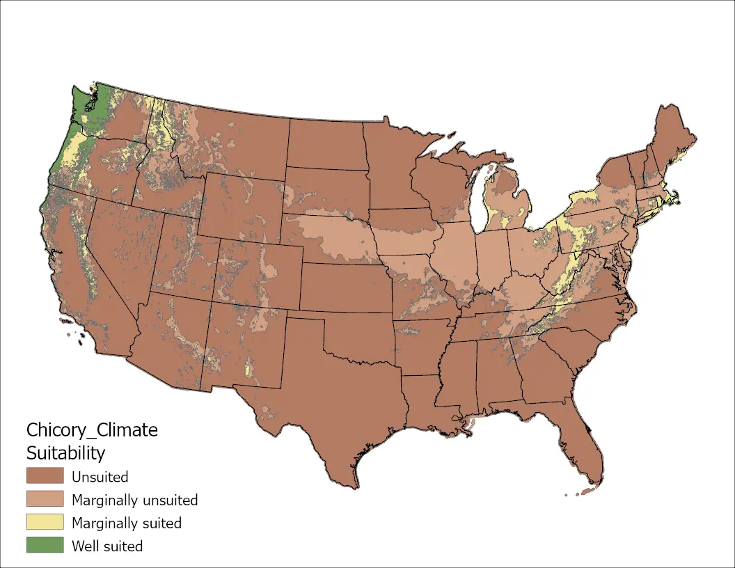 Chicory Climate US Map