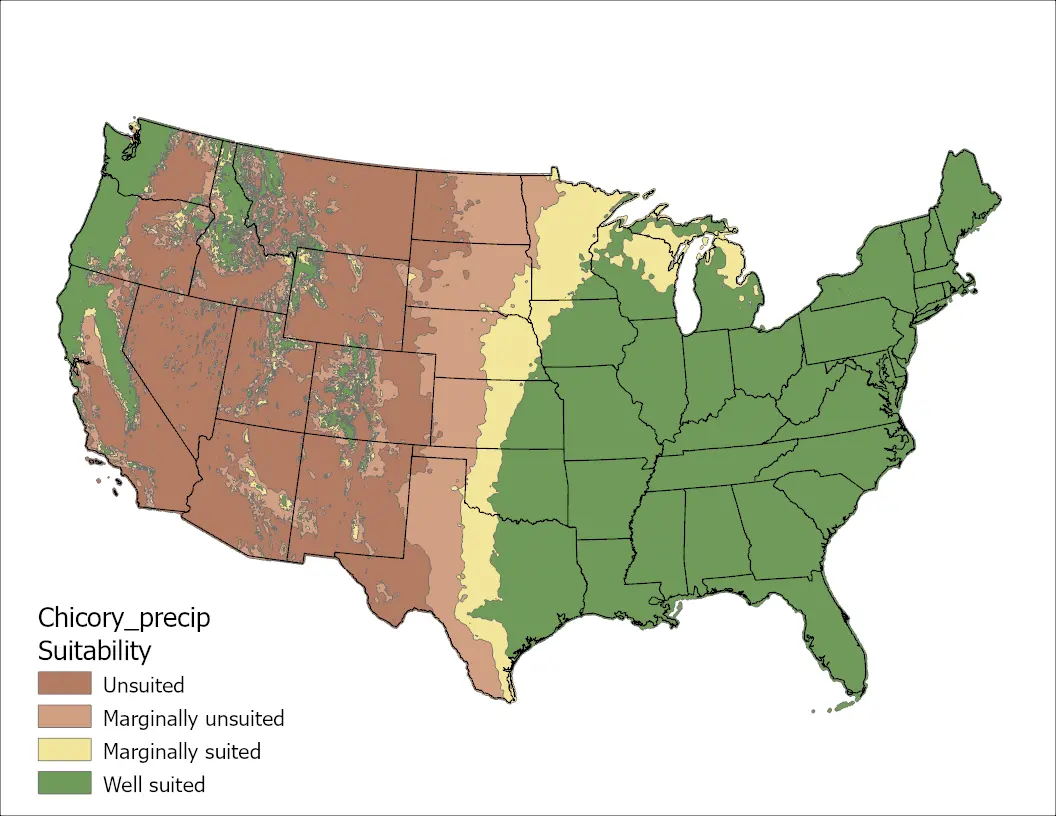 Chicory Precipitation US Map