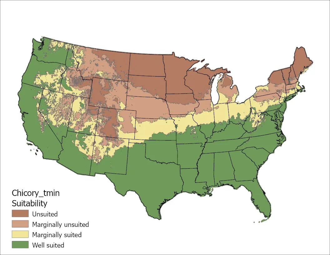Chicory Temperature Minimum US Map
