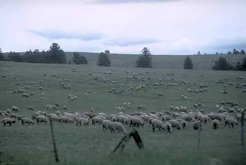 Group of sheep grazing in a field