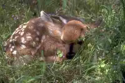 Sleeping deer in a patch of grass
