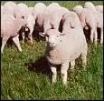 Group of sheep huddled in a field eating grass